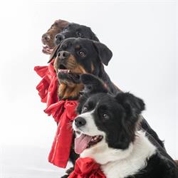 Centro Veterinário Low Cost Saúde Animal - Felis Canis