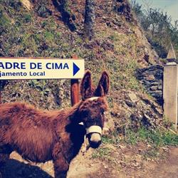 Alojamento Local Madre de Cima
