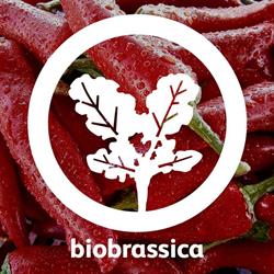Biobrassica