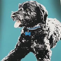 Maui Surfer’s House