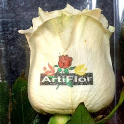 ArtiFlor Foz Côa