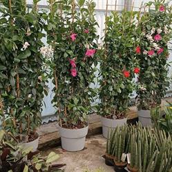 Garden Center O Sobreiro