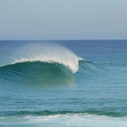 Pig dog surf camp