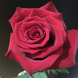 Que Seja Flor