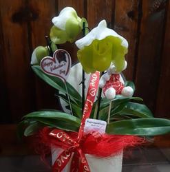Antónia Gomes Florista