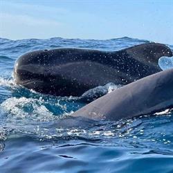 Blue Safari Madeira