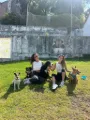 Serviços da Dog Sisters