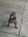 obediência