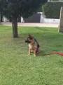 treino de comportanto