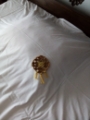 Broches Pregadeiras em croché