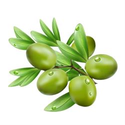 OLIBEIRAS