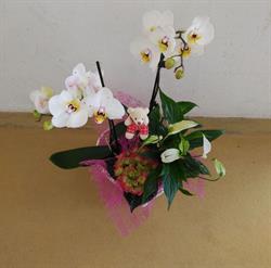 Florista BelaFlor