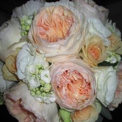 Florista Mena
