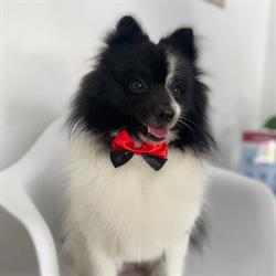 PetLove—Centro de Bem Estar Animal
