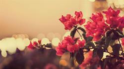Florista Lola
