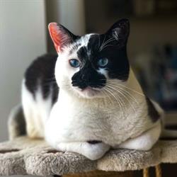 Clínica dos Gatos - Clínica Veterinária