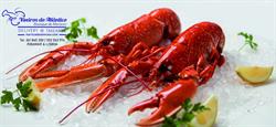 Viveiros do Atlântico - Boutique de Mariscos